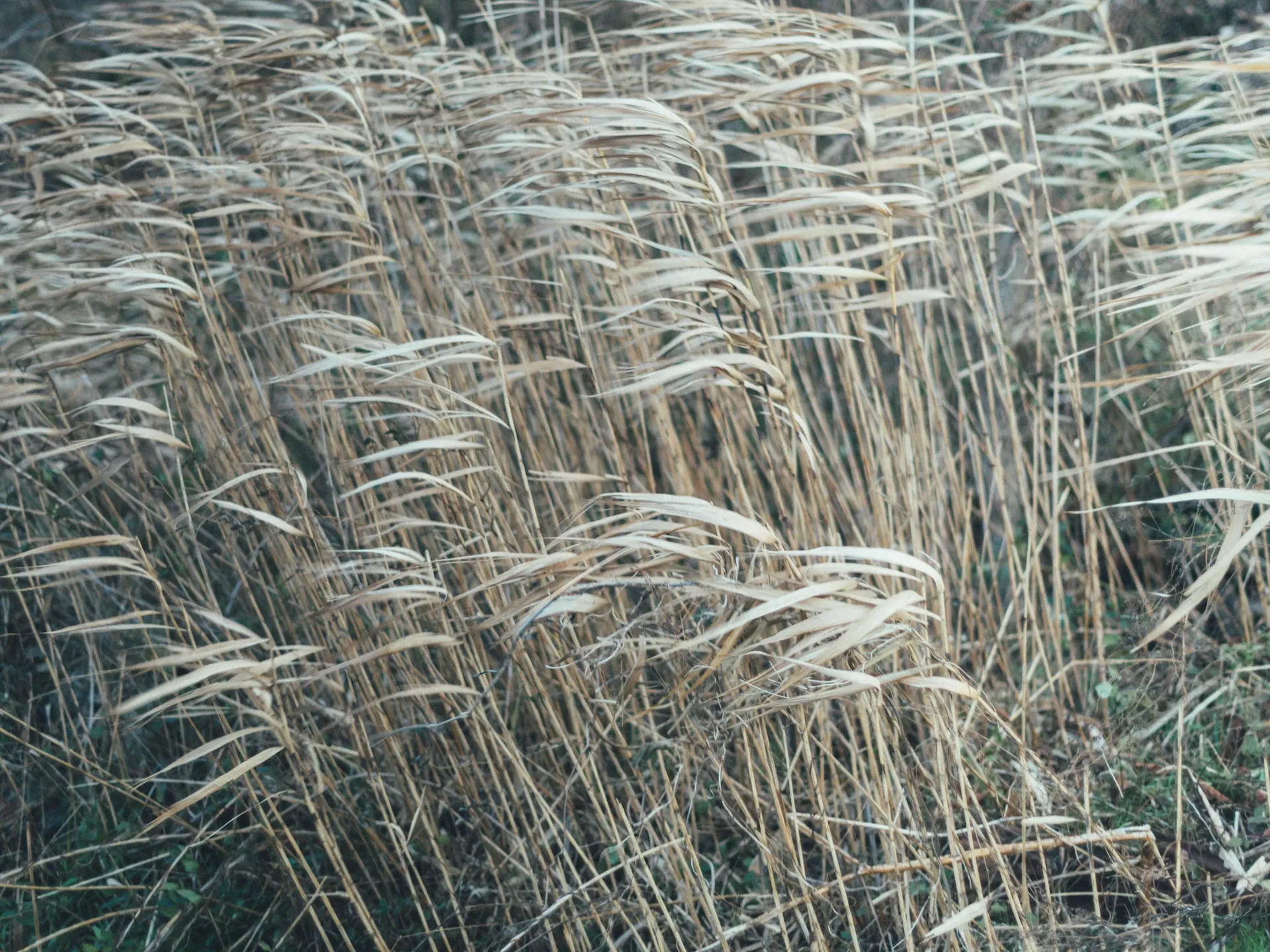 Image 25